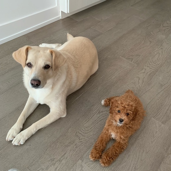 🏞Meet Posher & Fellow Bargain-Hunter, BD🚵♀️ - Picture 5 of 10